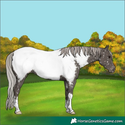 Horse Color:White Spotted Silver Black Tobiano Appaloosa Rabicano