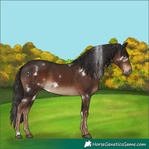 Horse Color:White Spotted Liver Chestnut 