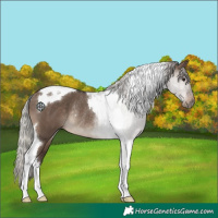 Horse Color:Silver Brown Dun Tobiano Rabicano 