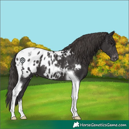 Horse Color:Smoky Black Tobiano Appaloosa 
