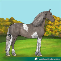 Horse Color:Silver Black Tobiano Rabicano
