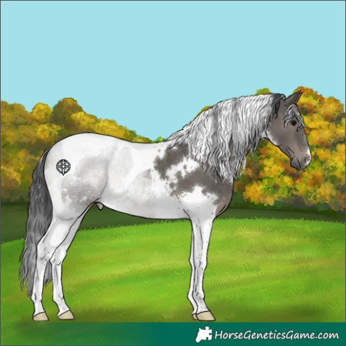 Horse Color:White Spotted Grullo Tobiano 