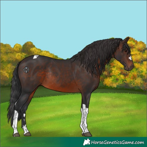 Horse Color:Brown Tobiano Rabicano 