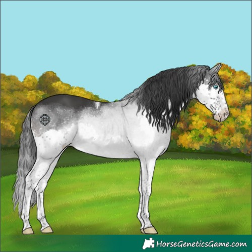 Horse Color:Black Splash Tobiano