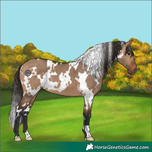 Horse Color:White Spotted Bay Dun 