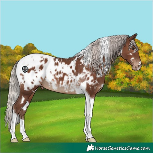 Horse Color:White Spotted Silver Black Tobiano Appaloosa 