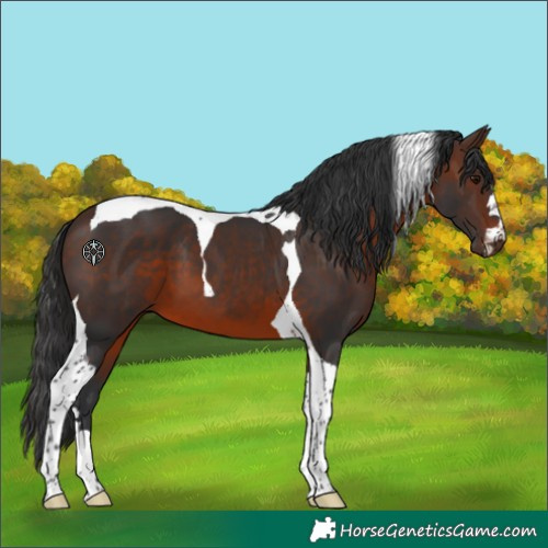 Horse Color:Brown Tobiano 