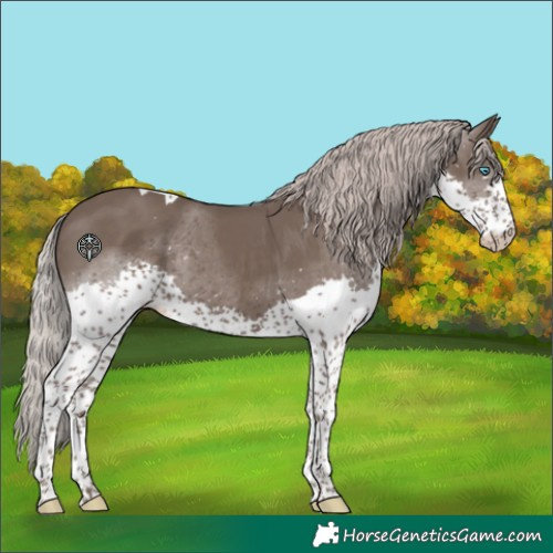 Horse Color:Silver Black Splash Tobiano Appaloosa 