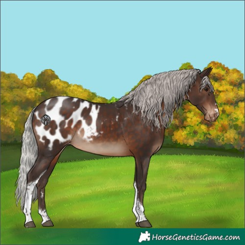 Horse Color:Silver Brown Tobiano Appaloosa Rabicano 