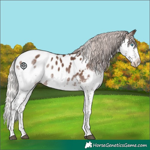 Horse Color:Silver Black Splash Tobiano Appaloosa 