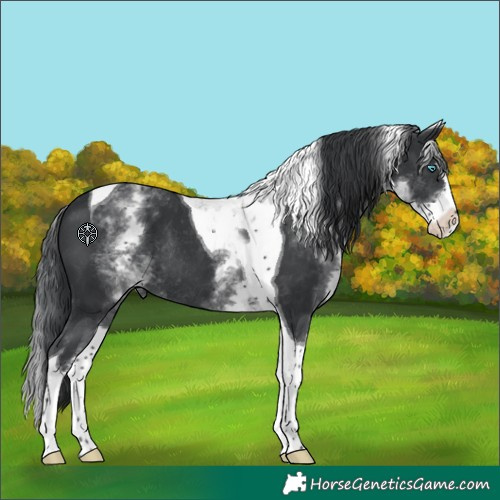 Horse Color:White Spotted Black Splash Tobiano Rabicano 