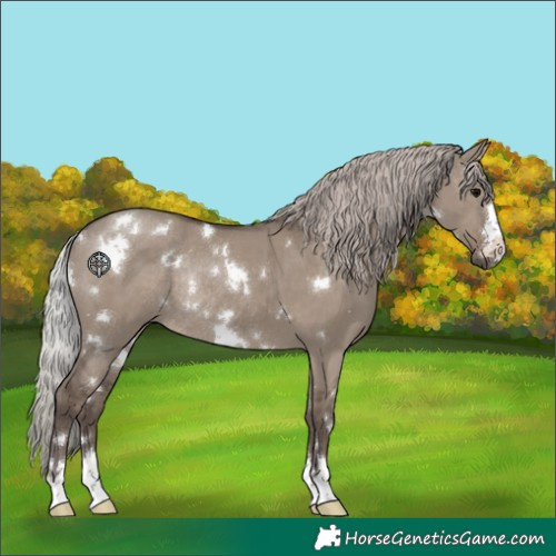 Horse Color:White Spotted Silver Grullo Rabicano 