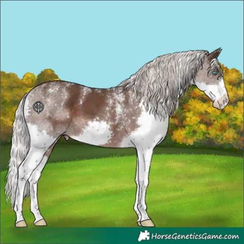 Horse Color:Powder White Silver Black Splash 