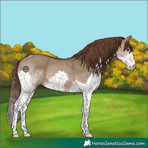 Horse Color:Bay Dun Splash Tobiano Varnish 