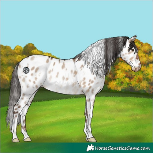 Horse Color:White Spotted Liver Red Dun Appaloosa Rabicano