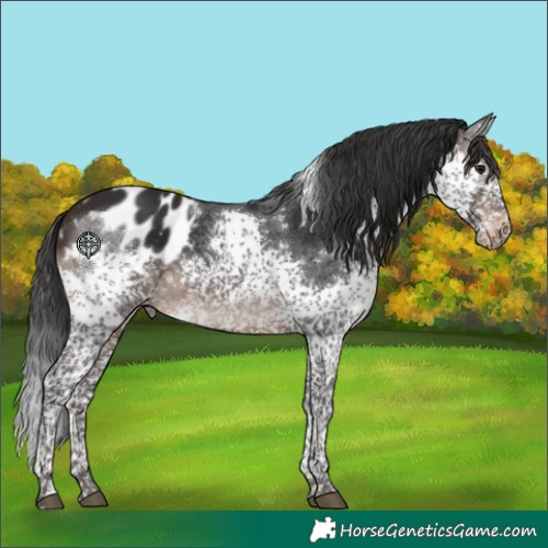 Horse Color:Brown Splash Tobiano Blanket Rabicano 