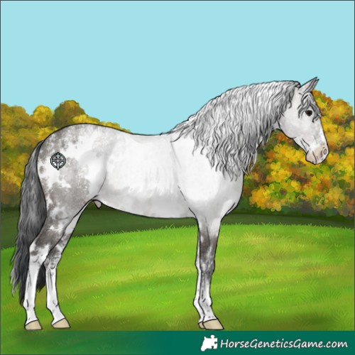 Horse Color:Powder White White Spotted Grullo 