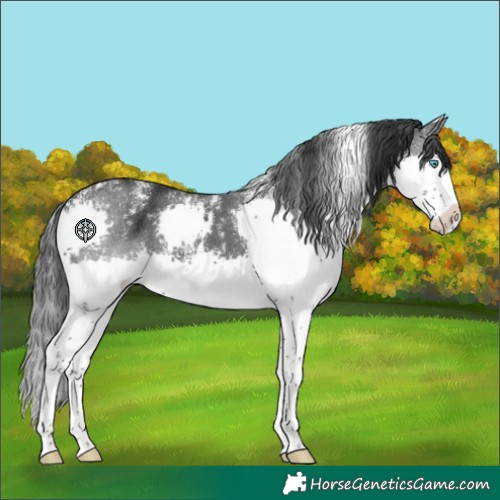 Horse Color:Powder White White Spotted Black Splash 