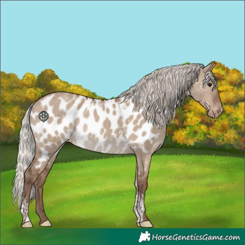 Horse Color:Powder White White Spotted Silver Grullo Appaloosa 