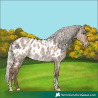 Horse Color:Powder White White Spotted Silver Grullo Near Leopard 