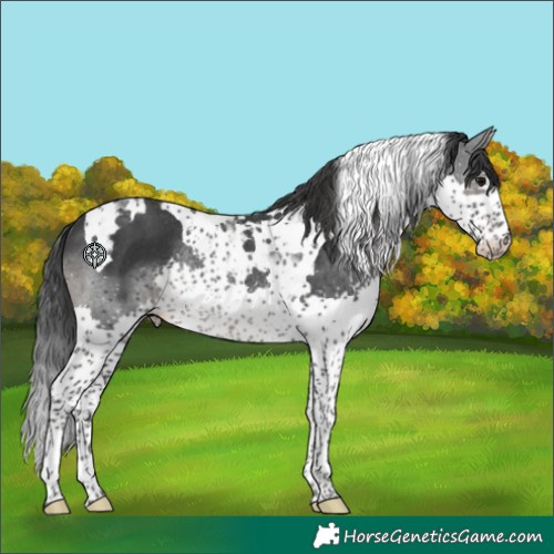 Horse Color:Black Splash Tobiano Rabicano 