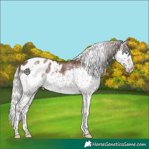 Horse Color:Silver Black Splash Tobiano Blanket 