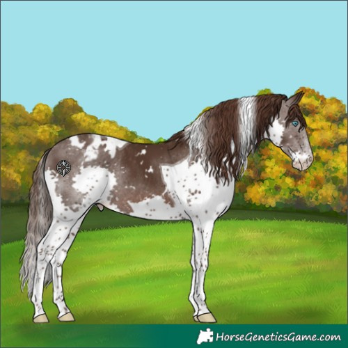 Horse Color:White Spotted Liver Chestnut Splash Tobiano Varnish Rabicano 