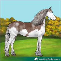 Horse Color:Powder White Silver Black Splash 