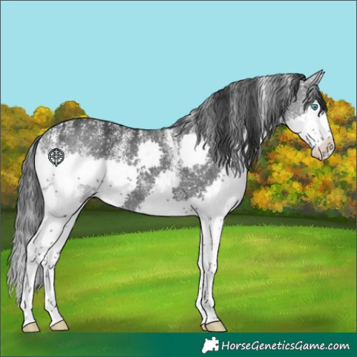 Horse Color:Powder White Black Splash 