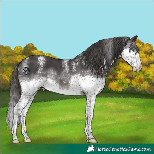 Horse Color:Powder White Black Splash Appaloosa 