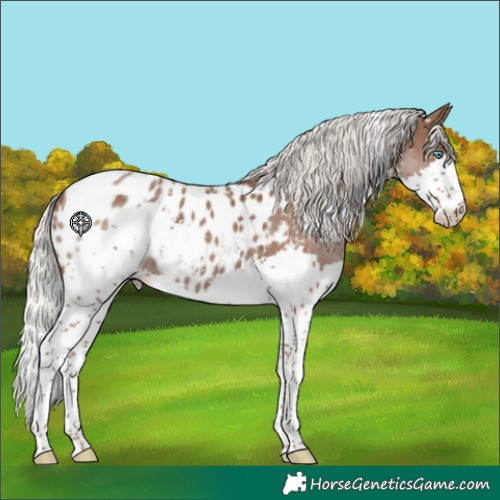 Horse Color:Silver Black Splash Tobiano Blanket 