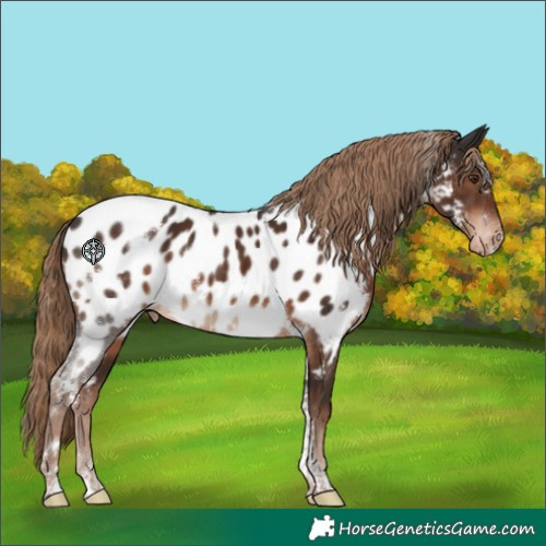 Horse Color:White Spotted Liver Chestnut Tobiano Near Leopard Rabicano 