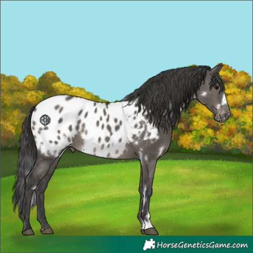 Horse Color:White Spotted Grullo Near Leopard Rabicano 