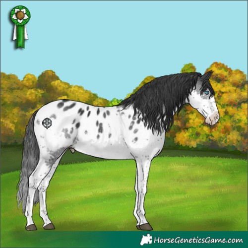 Horse Color:Black Splash Tobiano Blanket