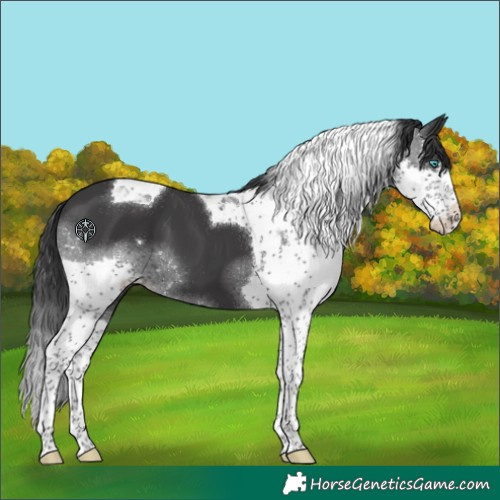 Horse Color:Black Splash Tobiano 