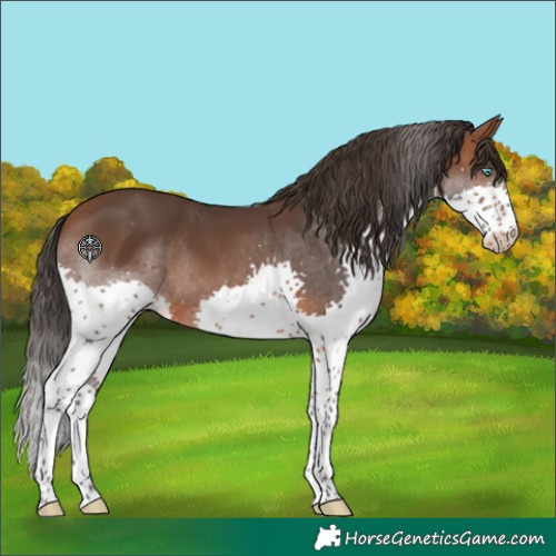 Horse Color:Bay Splash Tobiano Appaloosa 