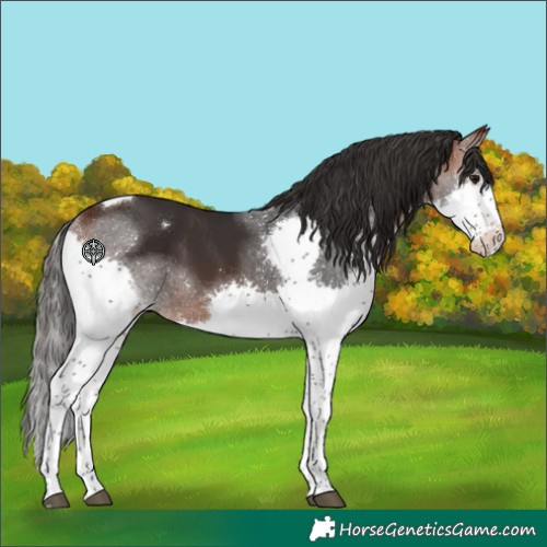 Horse Color:Brown Splash Tobiano Appaloosa 