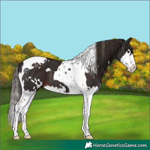 Horse Color:White Spotted Liver Chestnut Splash Tobiano 