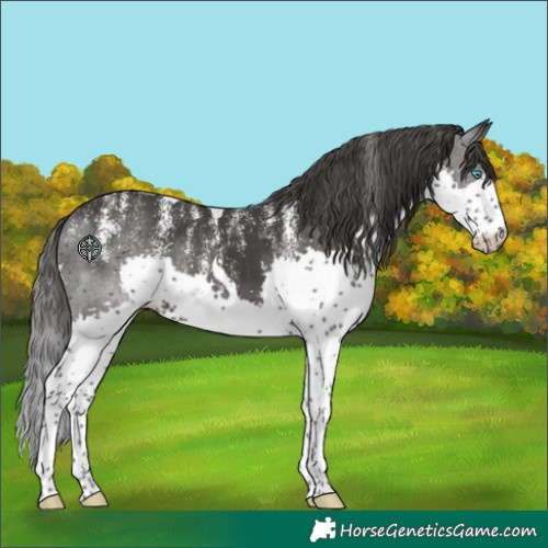 Horse Color:Powder White Black Splash Tobiano