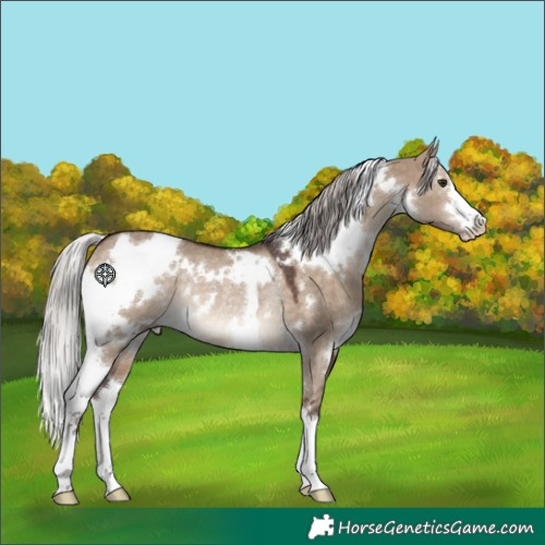 Horse Color:White Spotted Silver Brown Dun Rabicano 