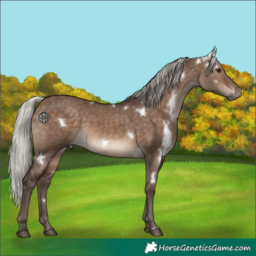 Horse Color:White Spotted Silver Brown Dun Rabicano 