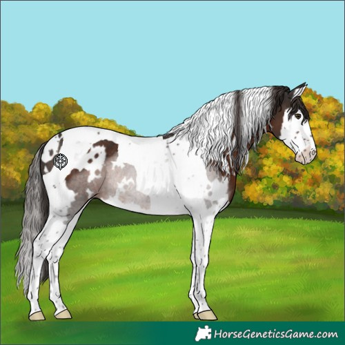 Horse Color:White Spotted Liver Chestnut Splash Tobiano Rabicano