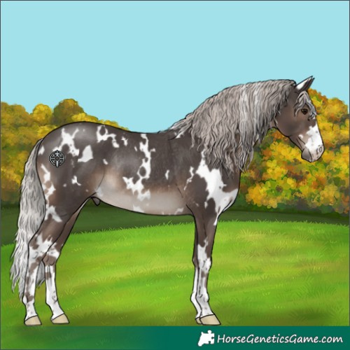 Horse Color:White Spotted Silver Black Rabicano