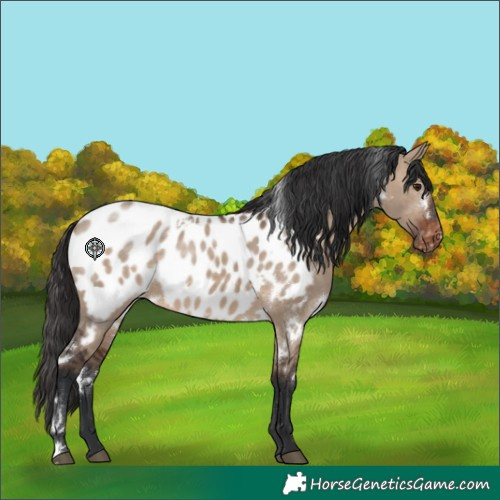 Horse Color:White Spotted Brown Dun Appaloosa Rabicano 