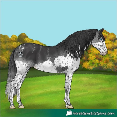 Horse Color:Powder White Black Splash 