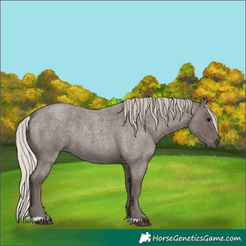 Horse Color:Silver Blue Roan 