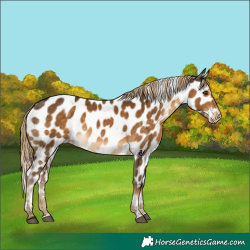 Horse Color:Chocolate Palomino Appaloosa 