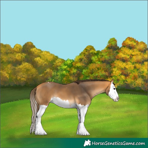 Horse Color:Buckskin Splash Appaloosa 