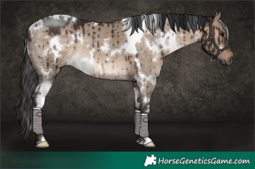 Horse Color:White Spotted Brown Dun Brindle 