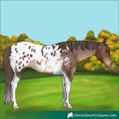 Horse Color:Liver Chestnut Tobiano Appaloosa